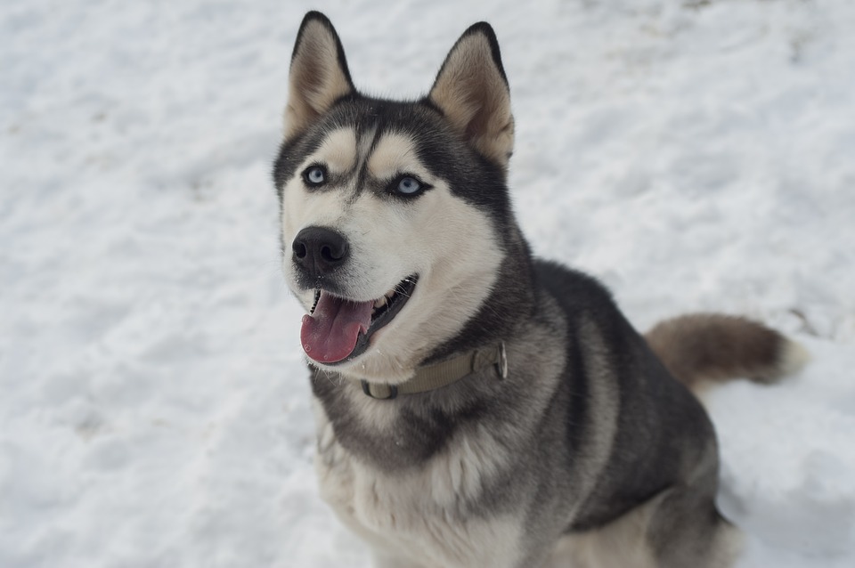 gambar anjing husky siberian