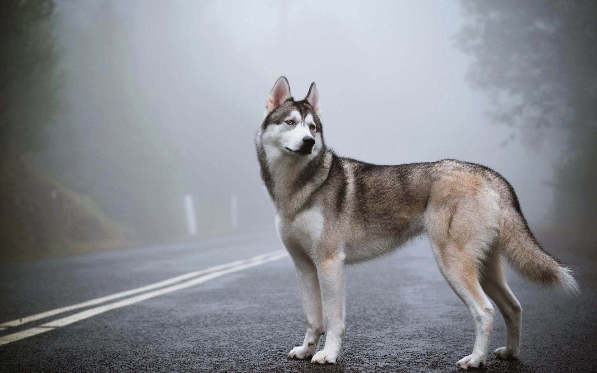 gambar anjing jenis husky siberian