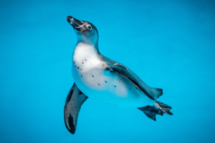 gambar berenang di air penguin