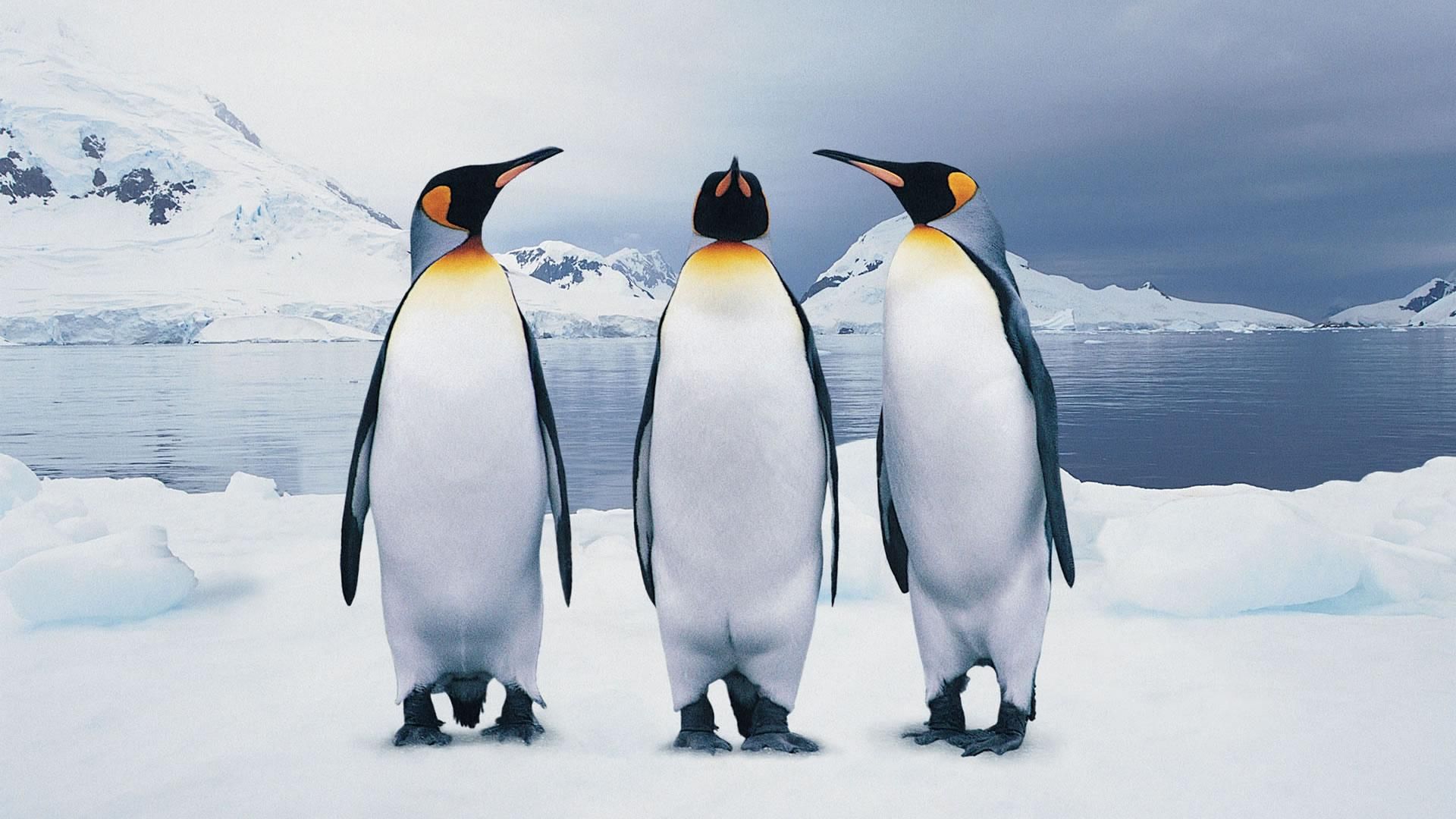gambar binatang lucu penguin