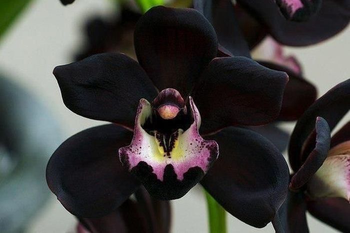 gambar bunga anggrek hitam papua