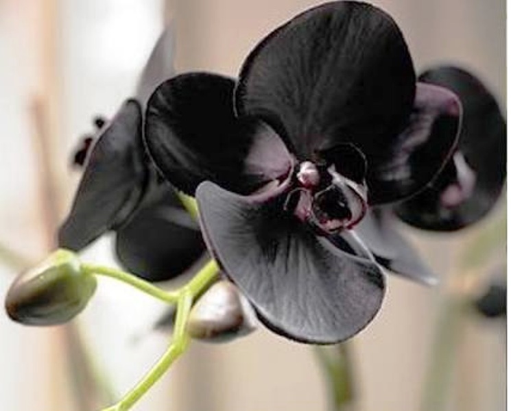 gambar bunga anggrek hitam