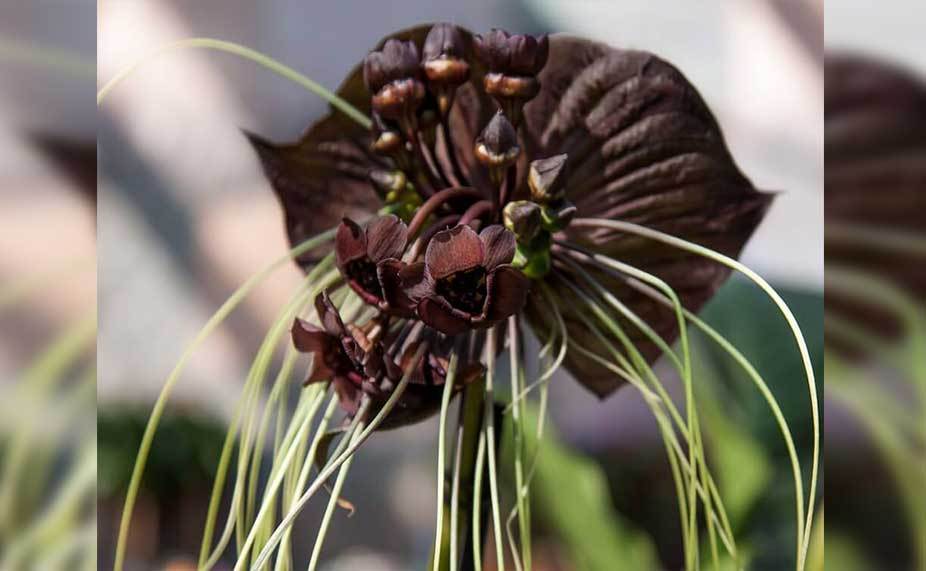 gambar bunga anggrek jenis hitam