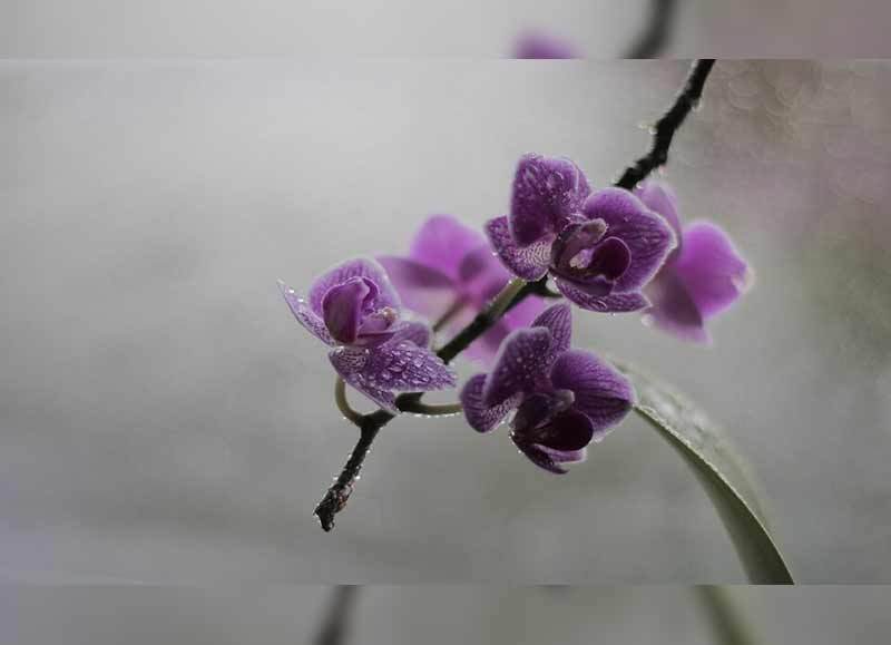 gambar bunga anggrek violet