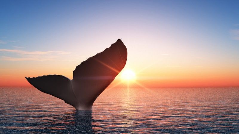 gambar ekor ikan paus keren