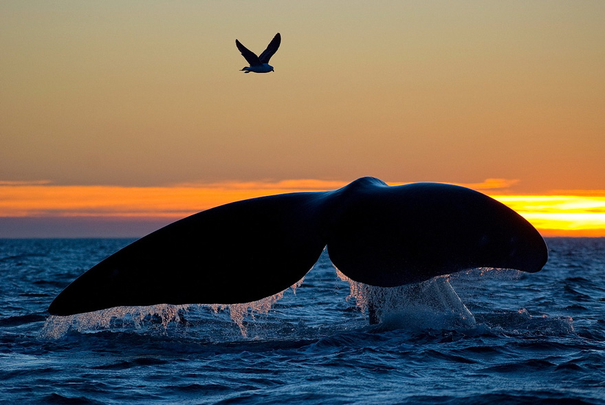 gambar ekor ikan paus