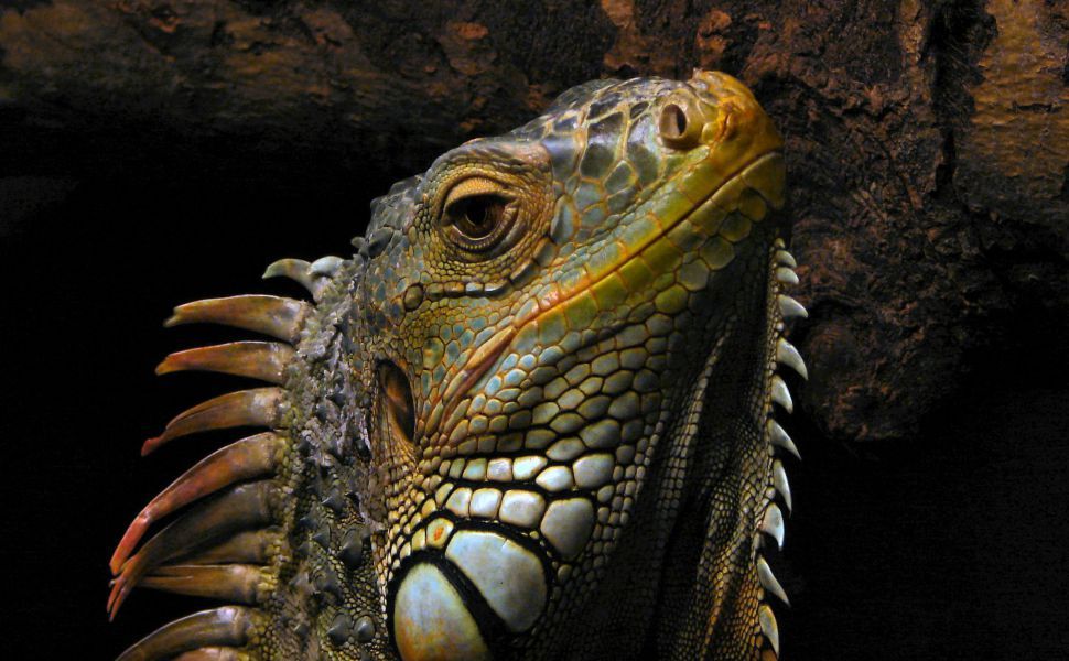 gambar hewan iguana