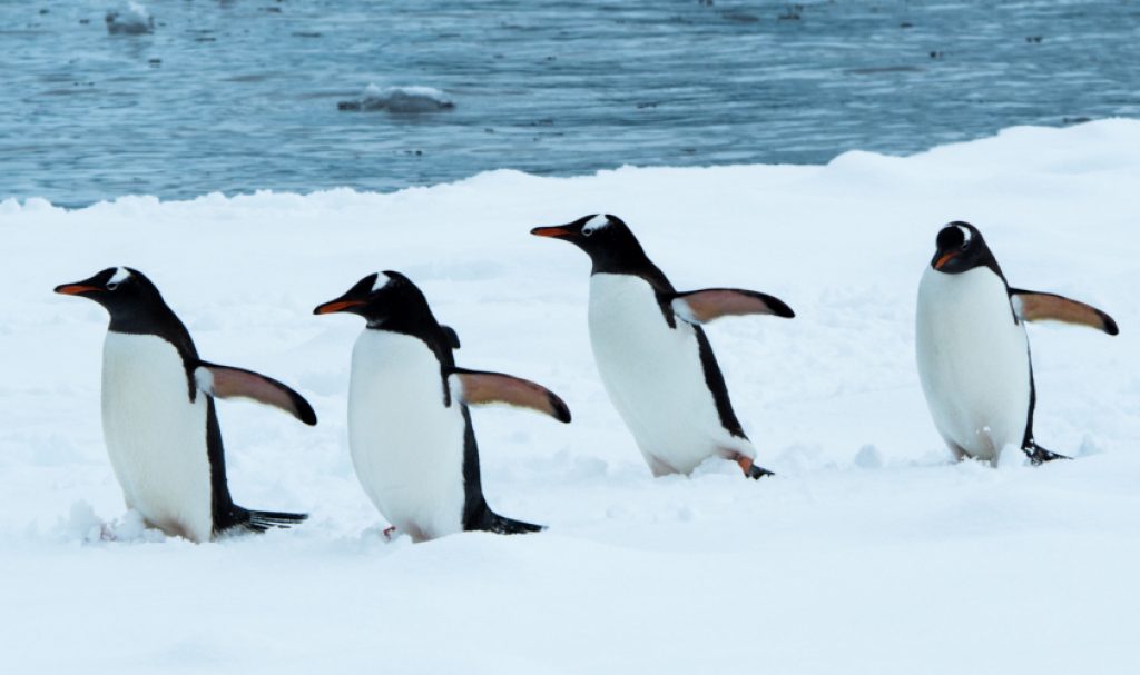 gambar hewan penguin