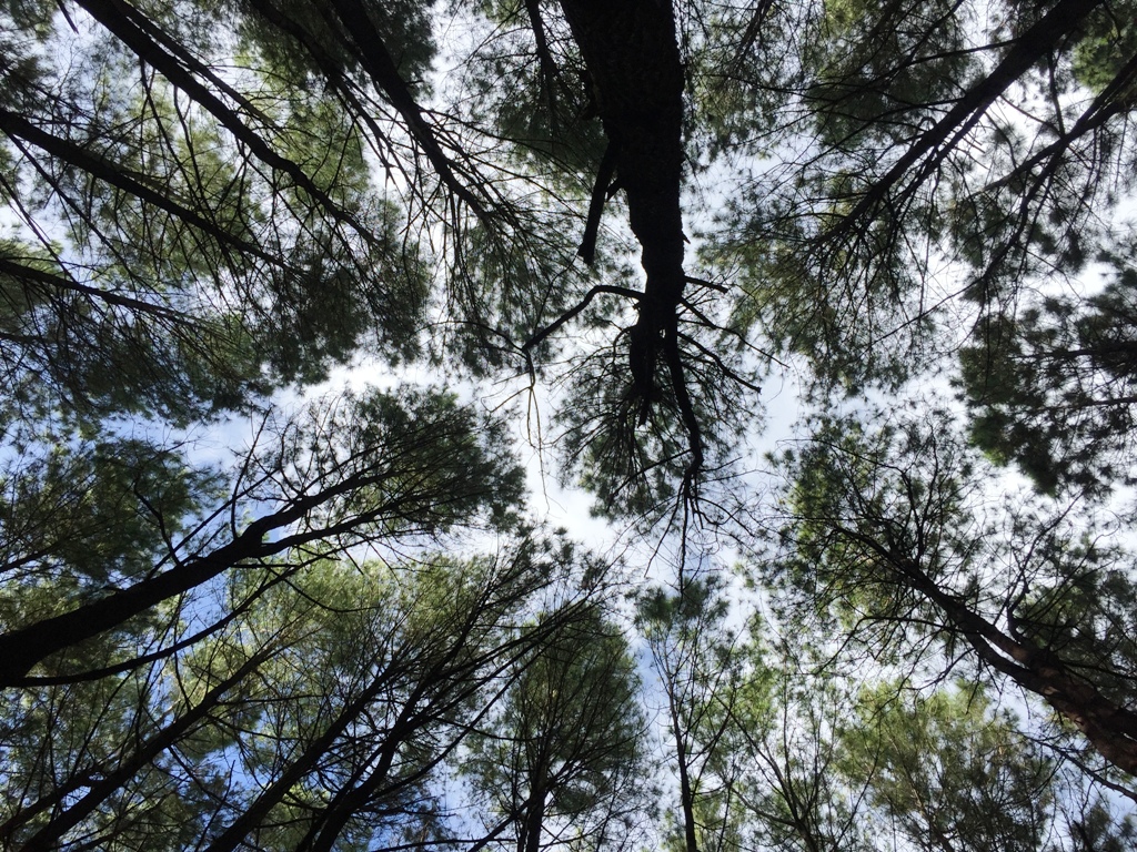 gambar hutan pinus wallpaper
