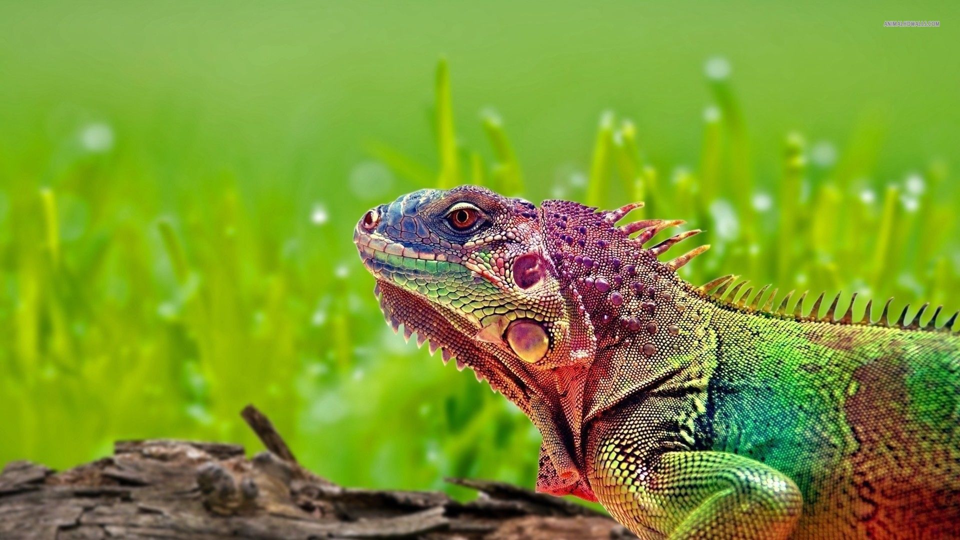 gambar iguana hewan reptil