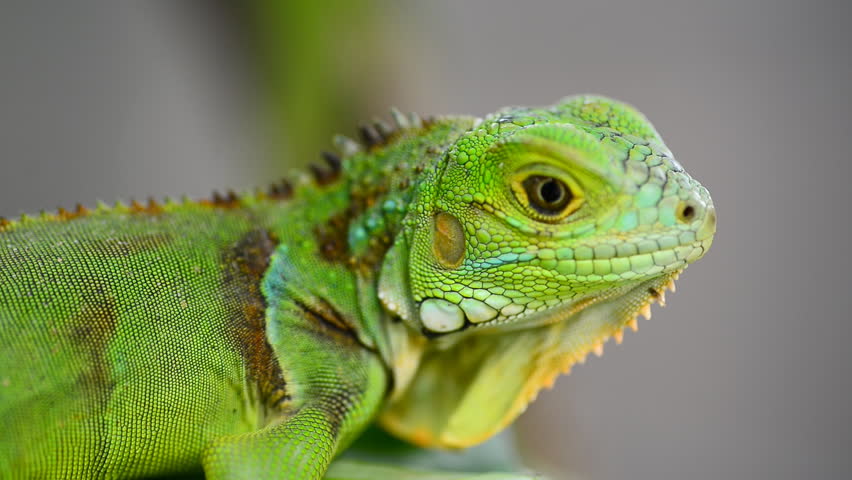 gambar iguana keren