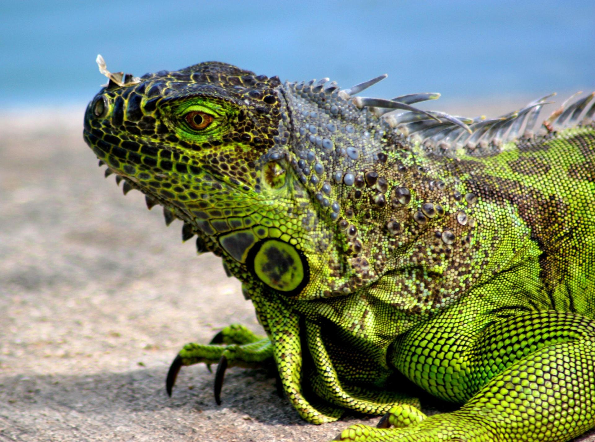 gambar iguana warna hijau