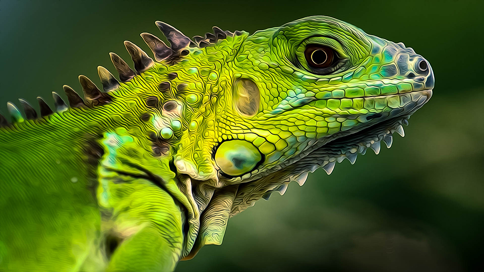 gambar iguana