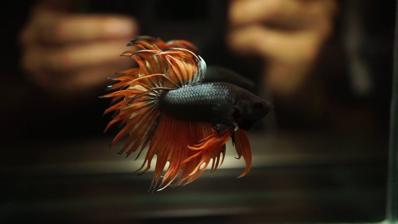 gambar ikan cupang black orange