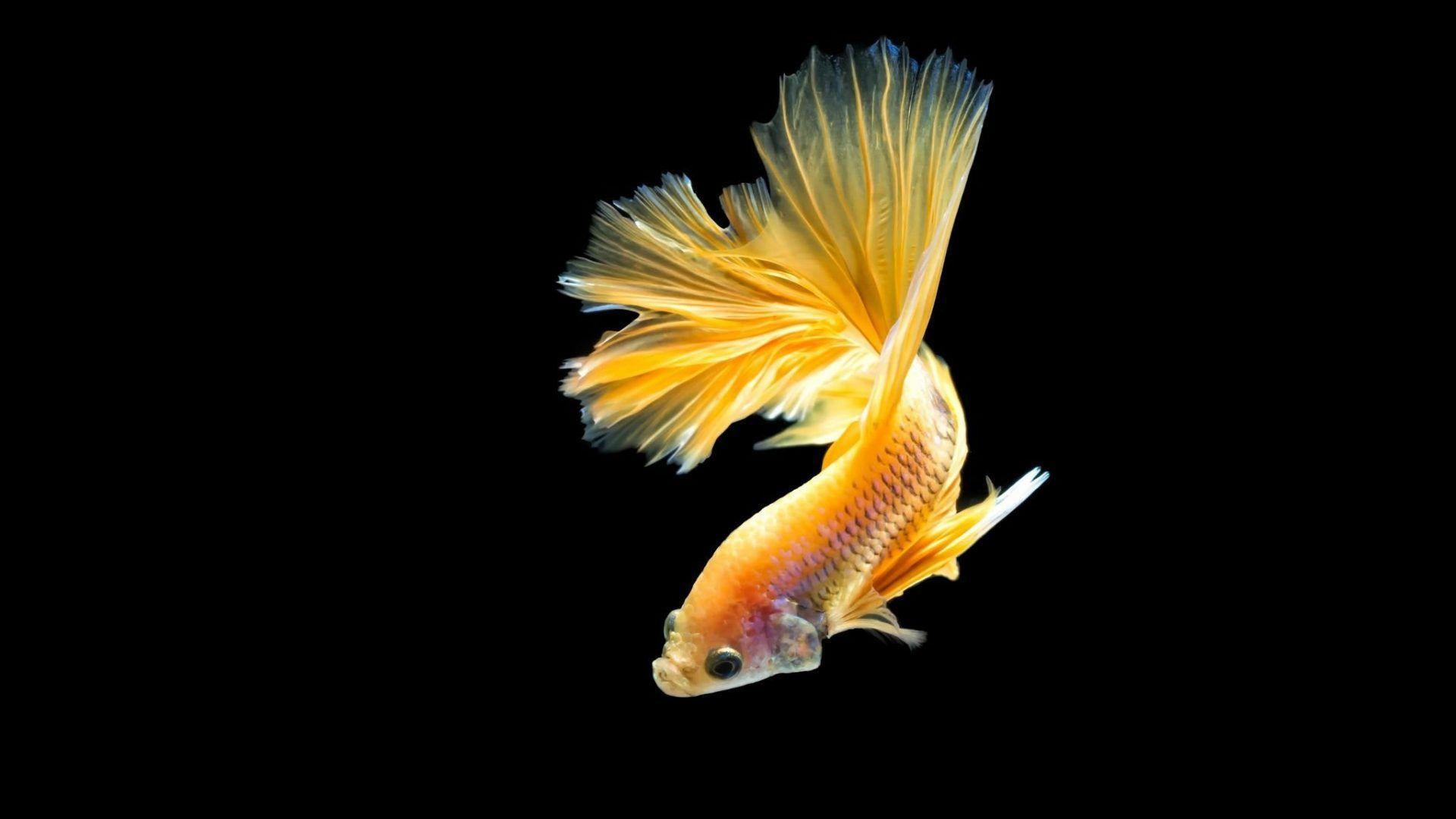 gambar ikan cupang warna kuning