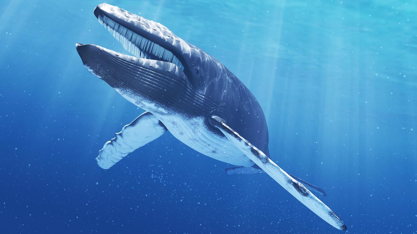 gambar ikan paus biru