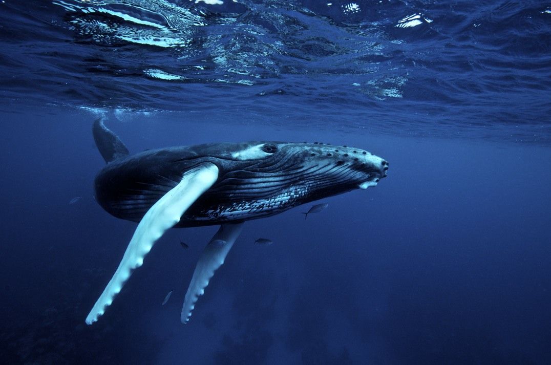 gambar ikan paus raksasa hd