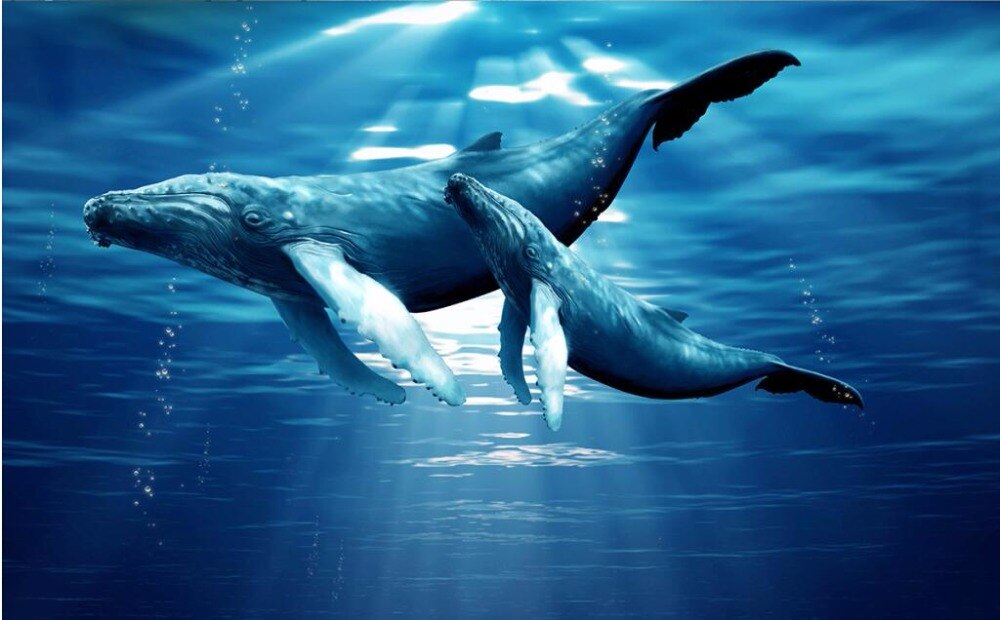 gambar ikan paus wallpaper