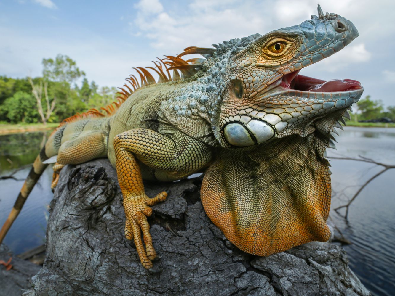 gambar jenis iguana