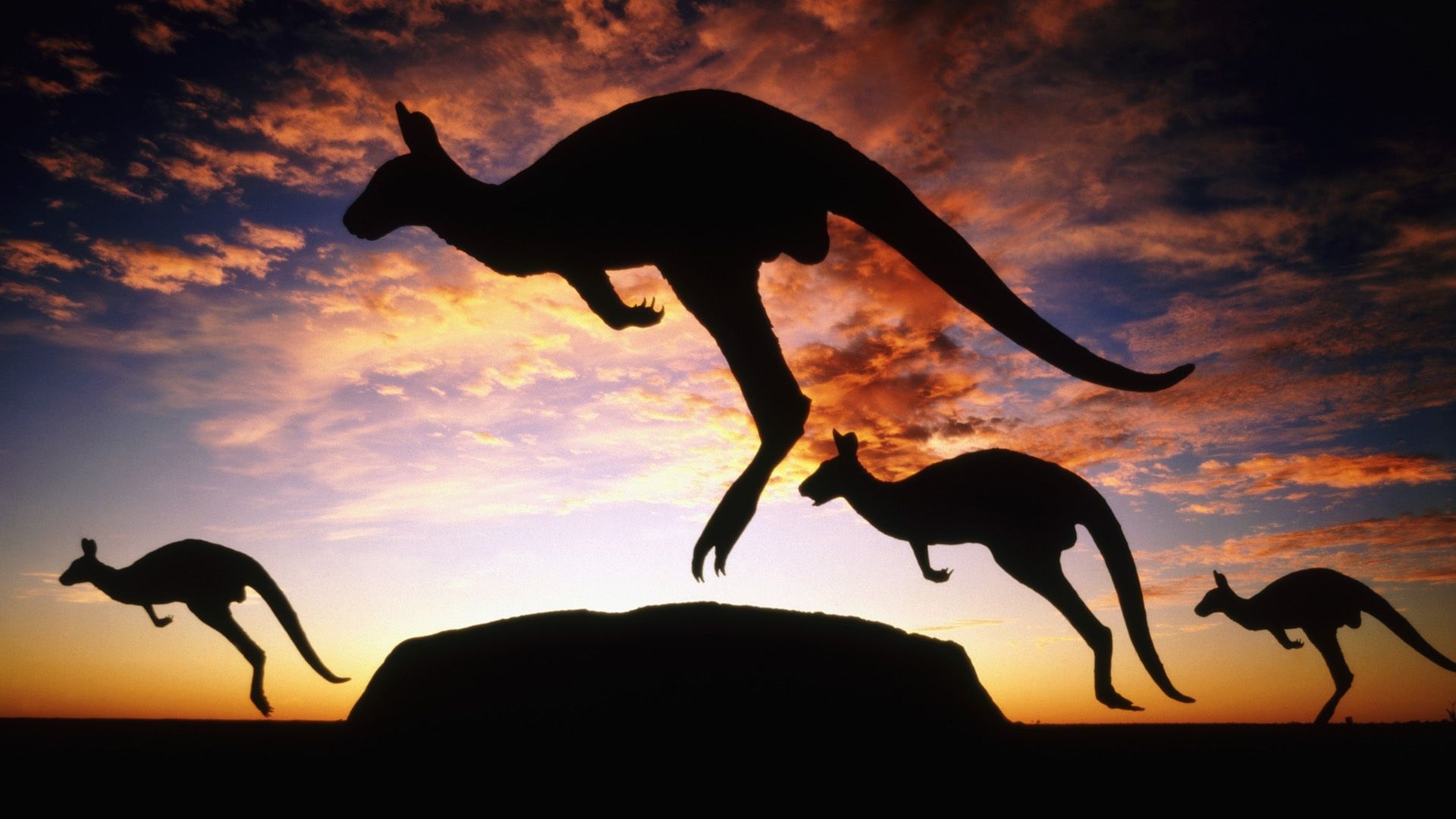 gambar kangguru berlari wallpaper