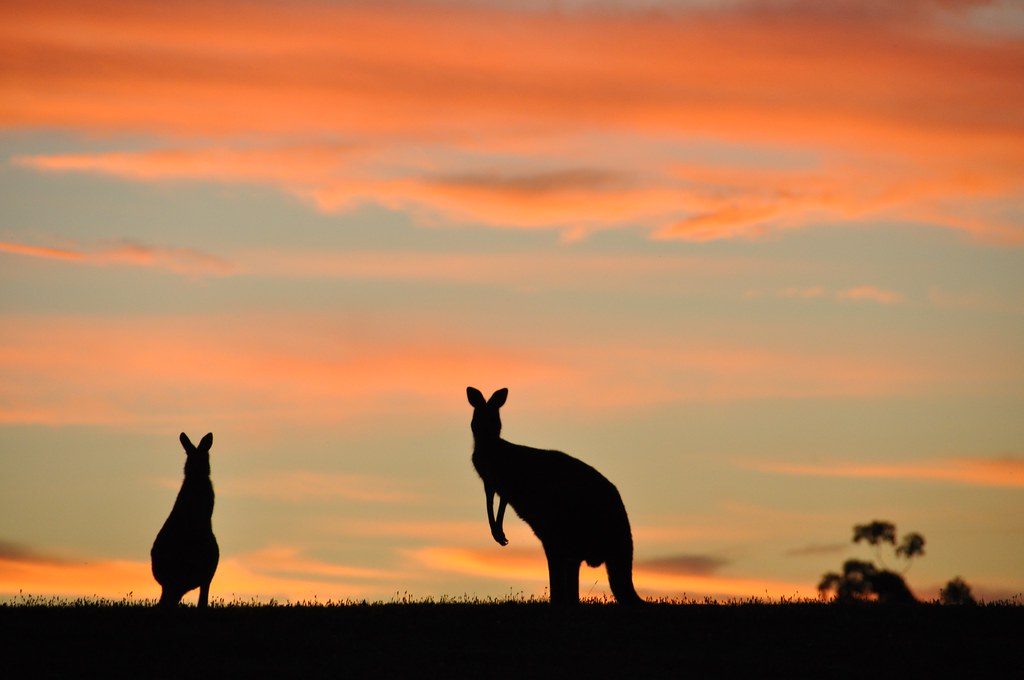 gambar kangguru hewan australia