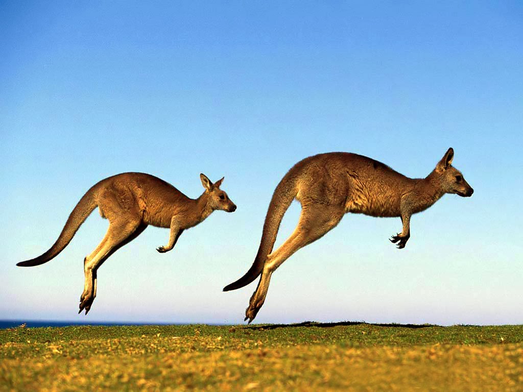 gambar kangguru lompat