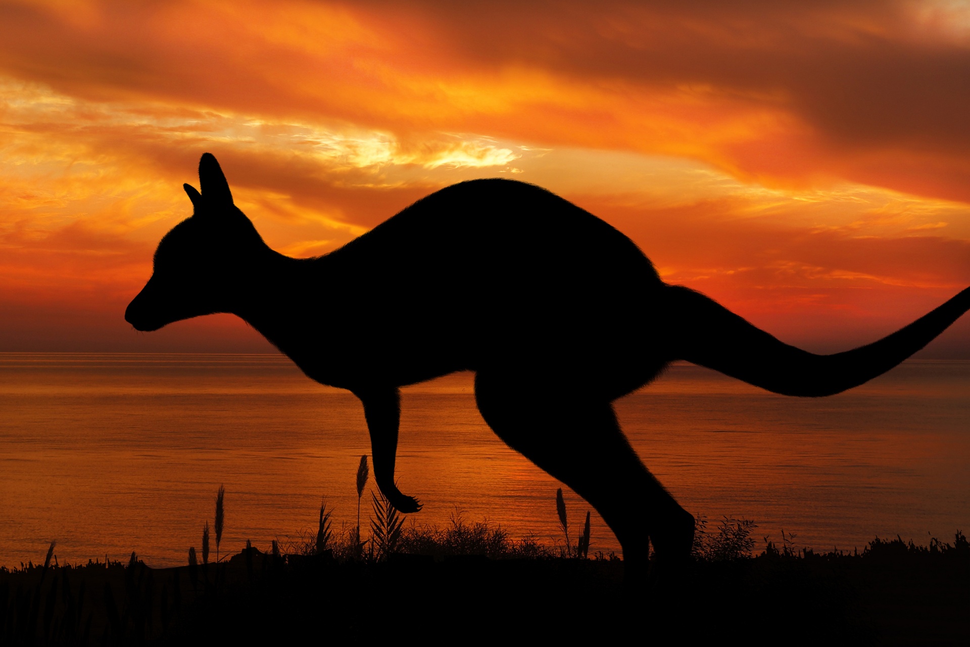 gambar kangguru silhouette