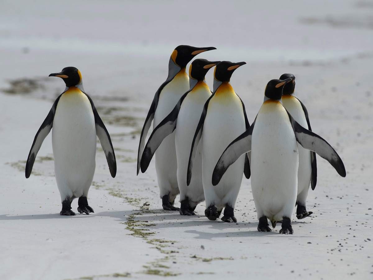 gambar kawanan penguin berenang