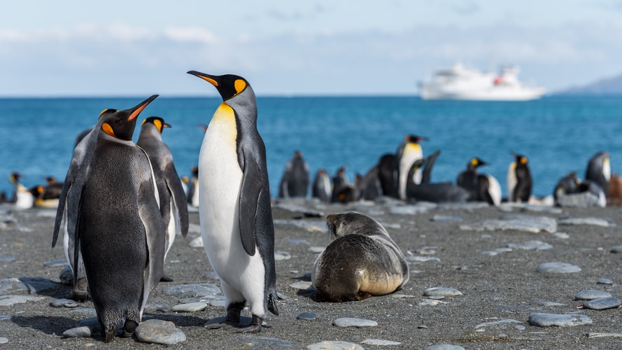 gambar kawanan penguin