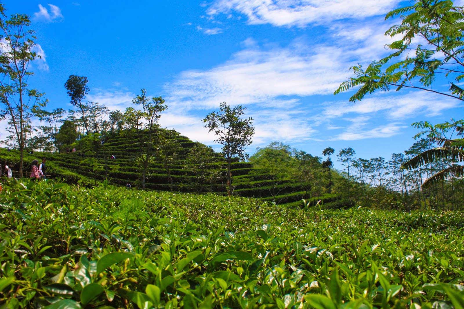 gambar kebun teh di indonesia