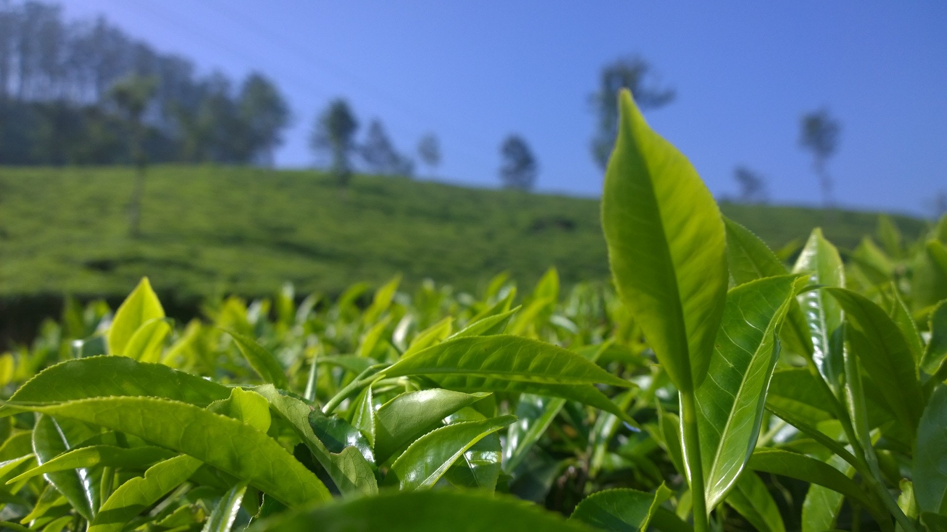 gambar kebun teh