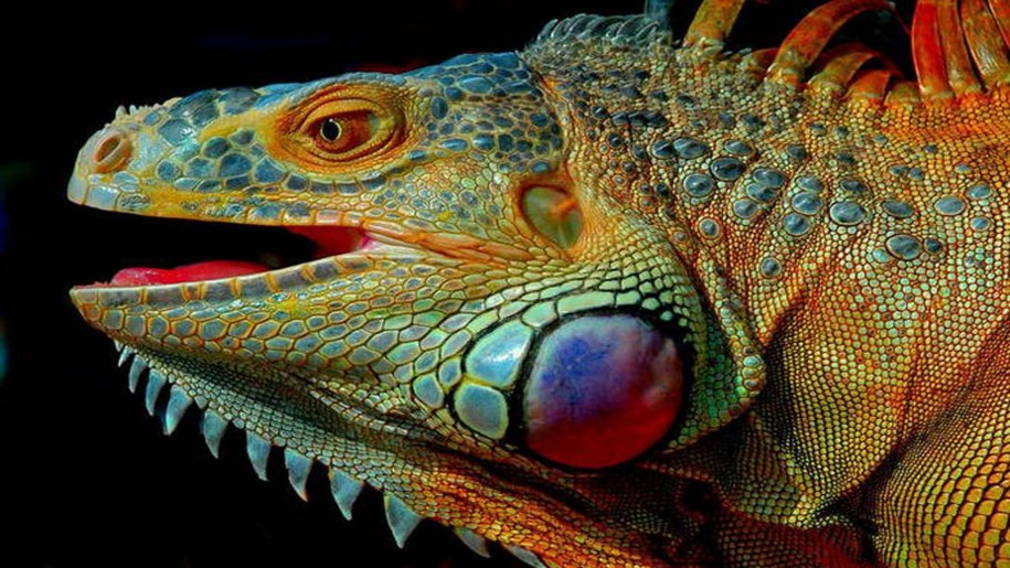 gambar kepala iguana