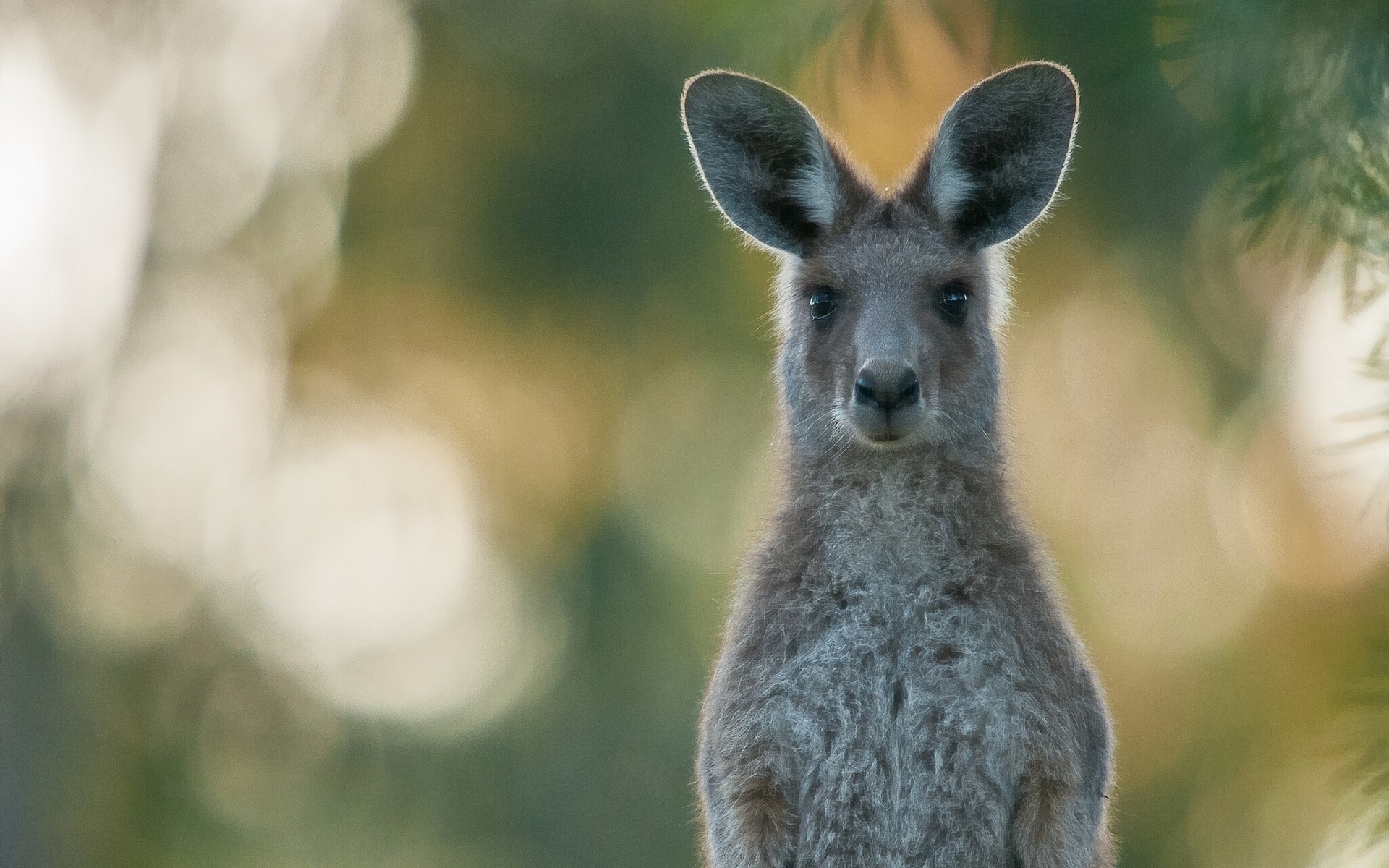gambar kepala kangguru