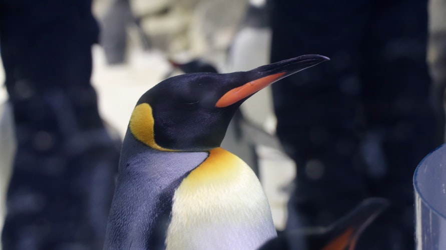 gambar kepala penguin hd