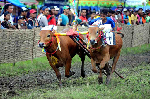 gambar kerjuaraan karapan sapi