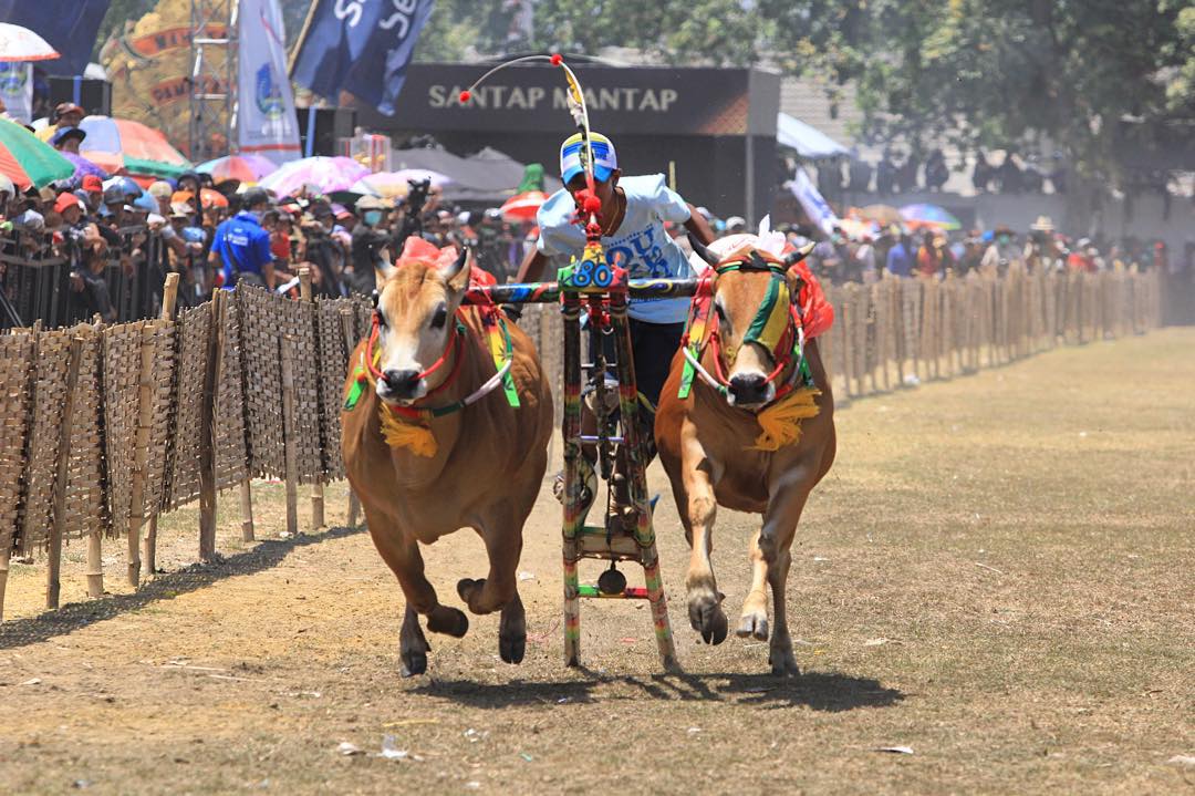 gambar olahraga tradisional karapan sapi