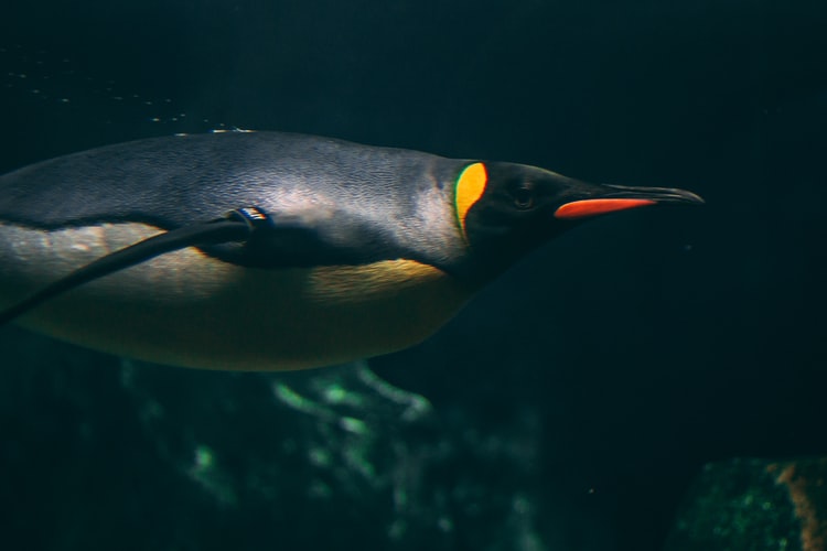 gambar penguin berenang di air