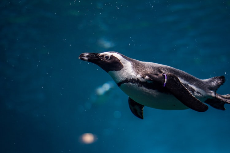 gambar penguin berenang