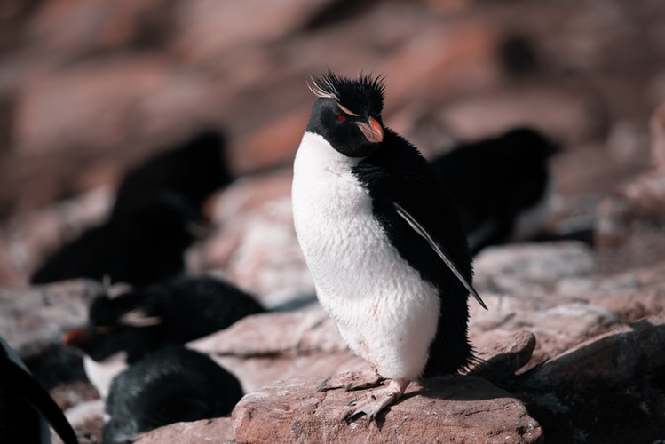 gambar penguin berjemur