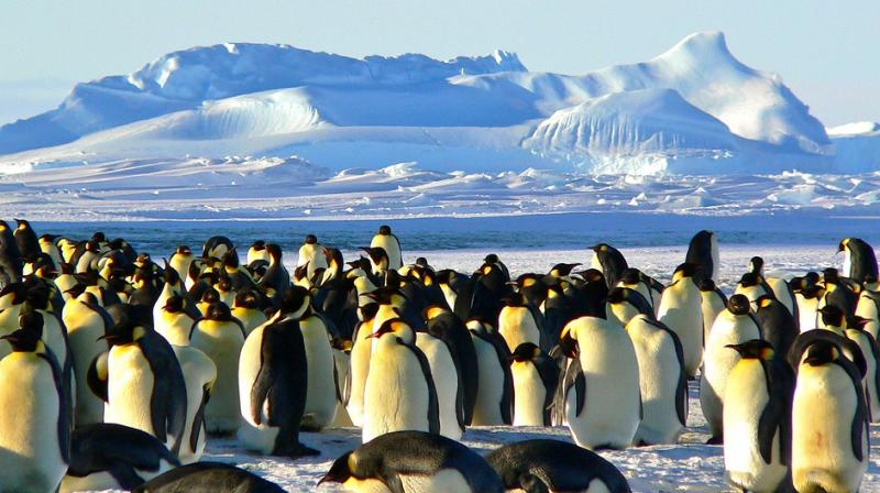gambar penguin berkumpul