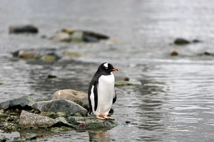 gambar penguin binatang