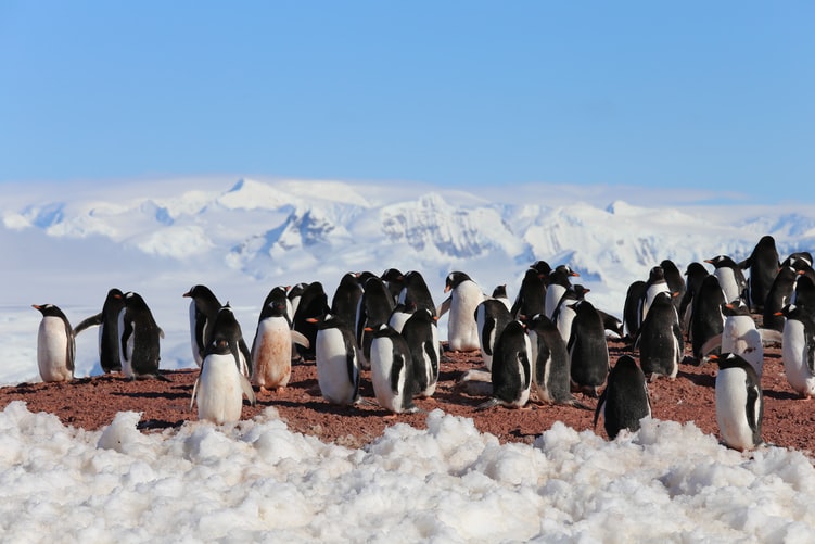 gambar penguin dan kawan kawan