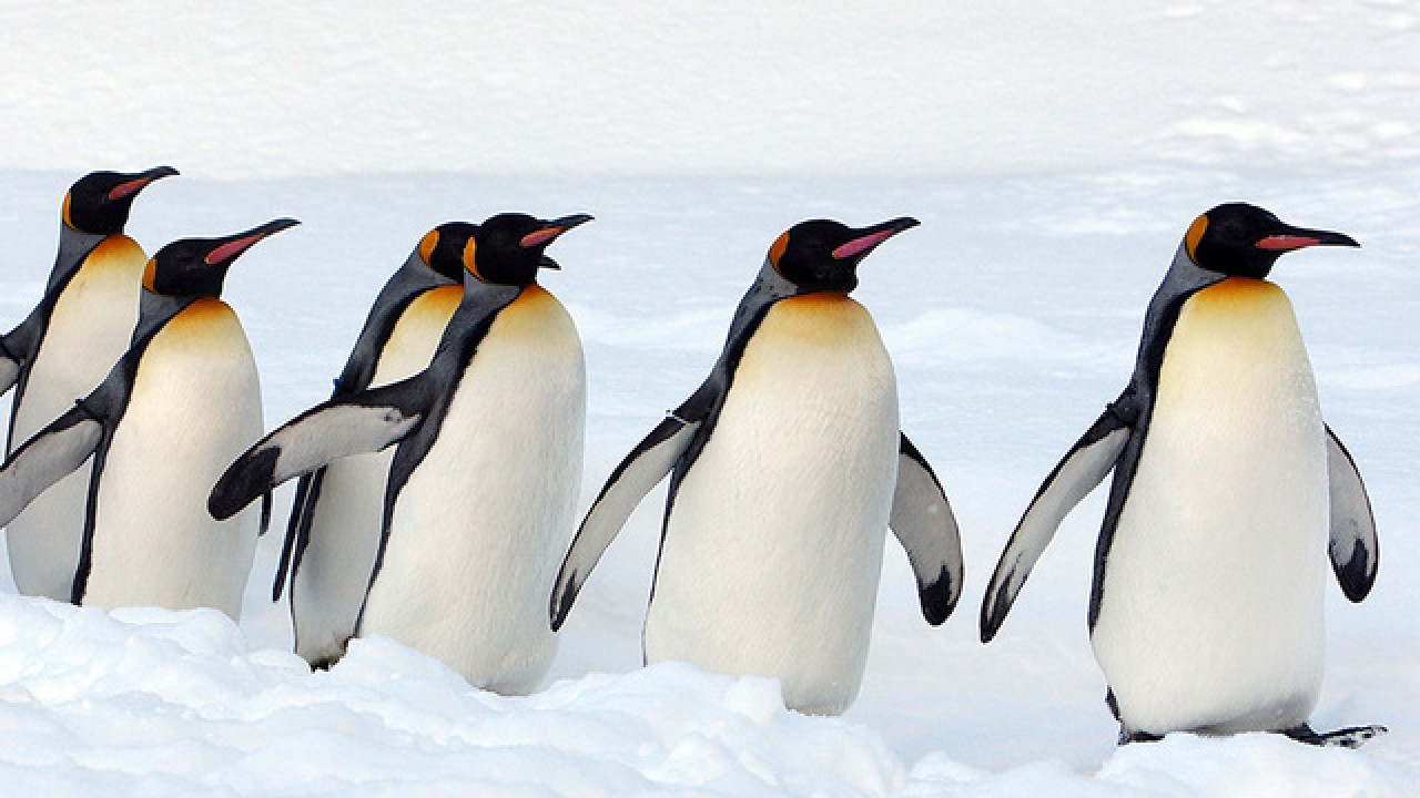 gambar penguin di salju