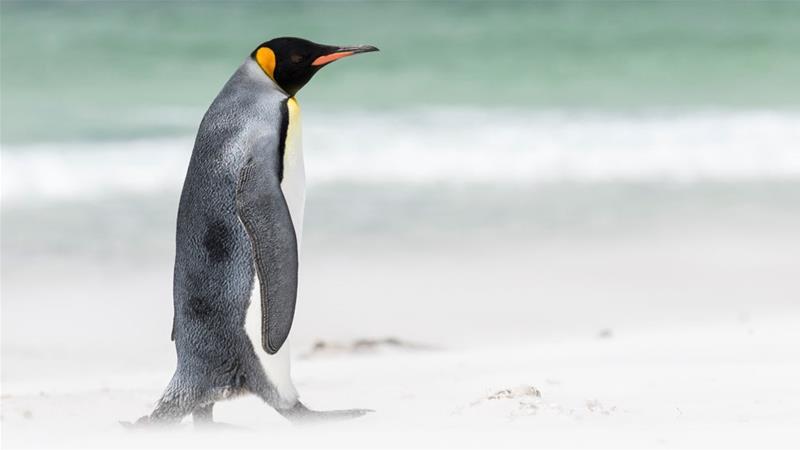 gambar penguin hewa imut