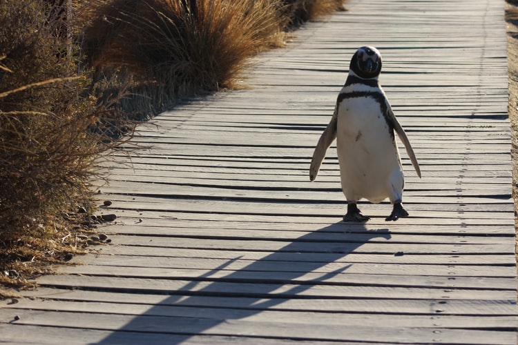 gambar penguin sedang berjalan