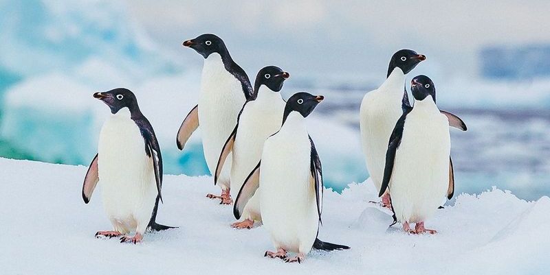 gambar pinguin