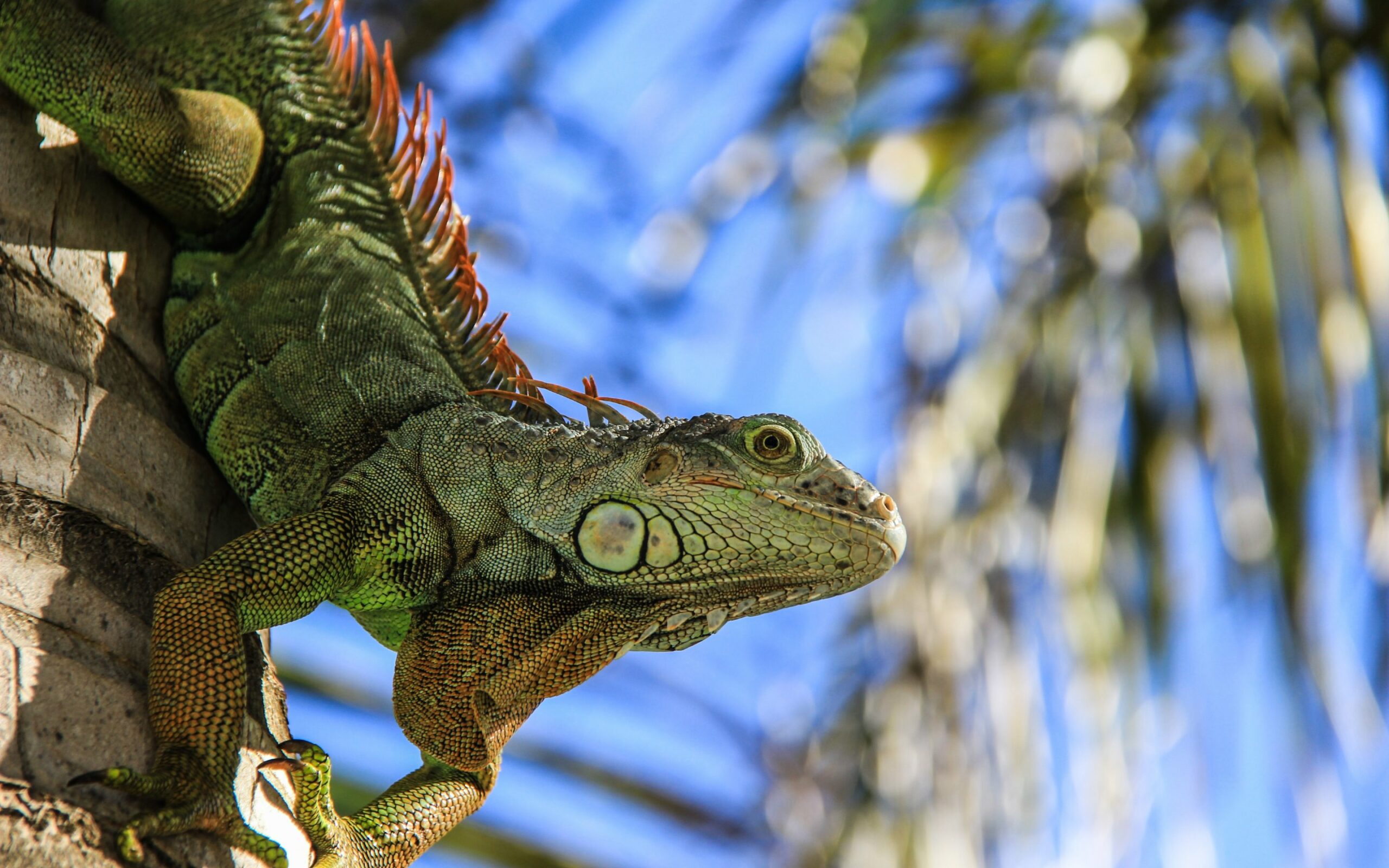 gambar reptil iguana hd