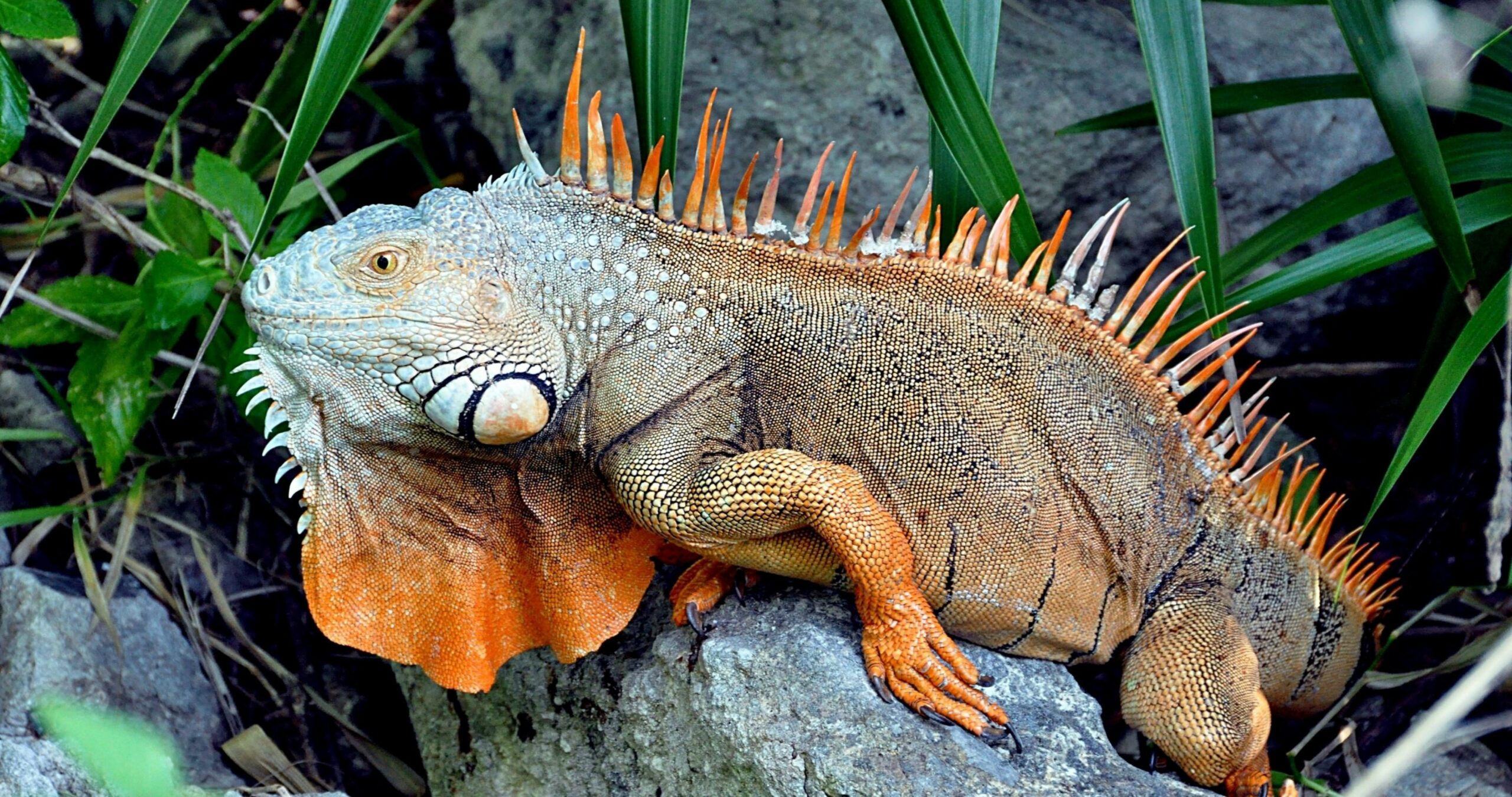 gambar reptil iguana hd wallpaper