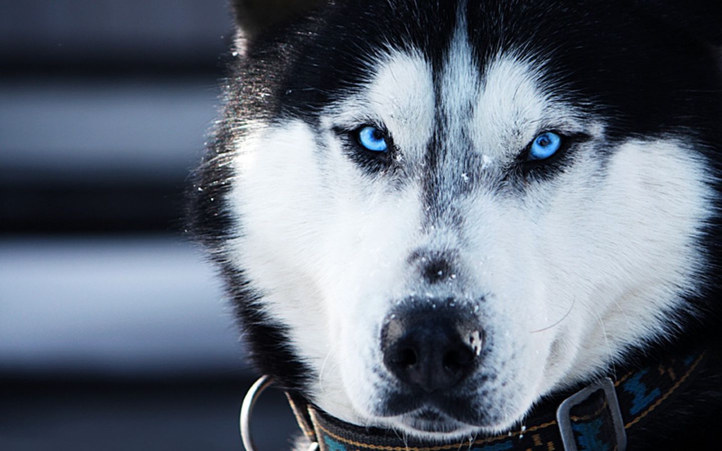 gambar siberian husky anjing