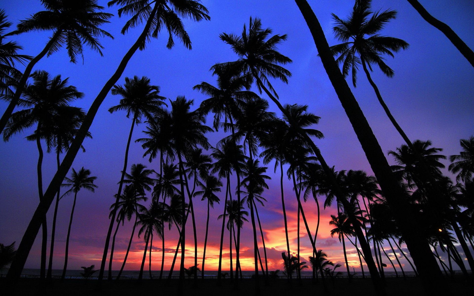 gambar sunset dan pohon kelapa